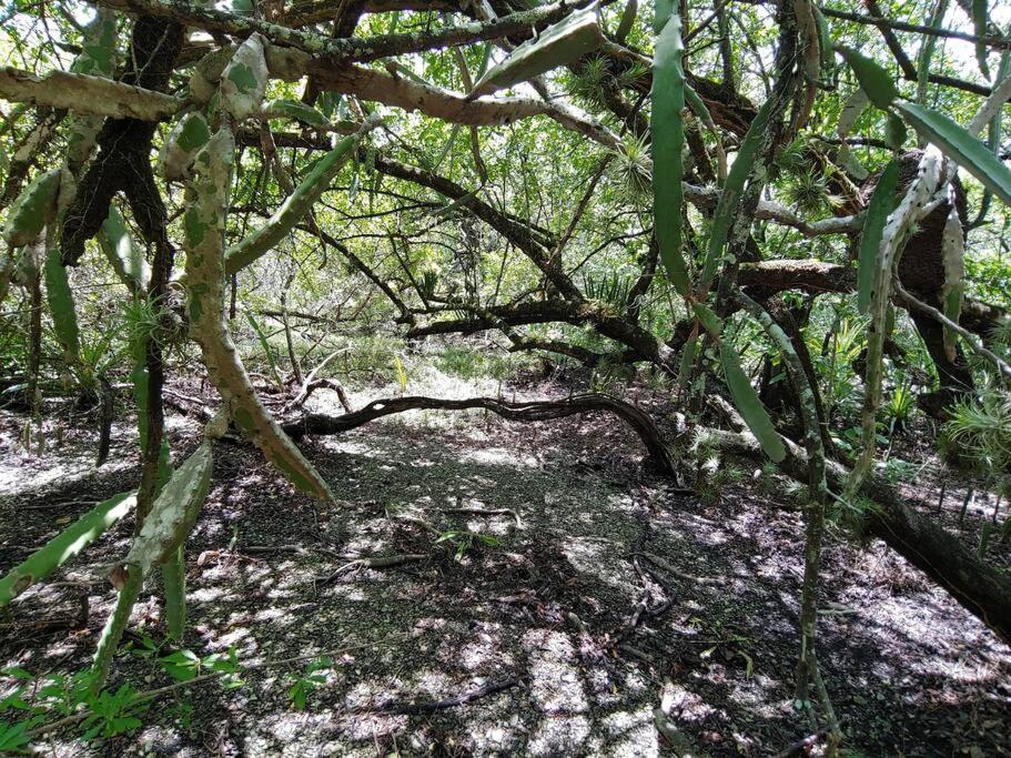 Vila Magica Cabana En Medio Del Bosque En Isla Venado Lepanto Exteriér fotografie